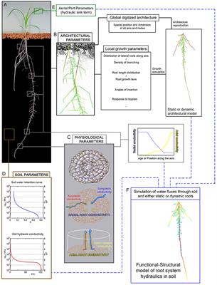 Virtual Plants Need Water Too: Functional-Structural Root System Models in the Context of Drought Tolerance Breeding